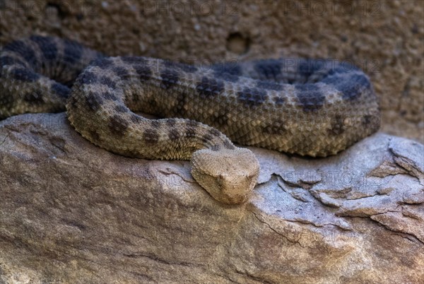 Poisonous horned viper (Cerastes cerastes)