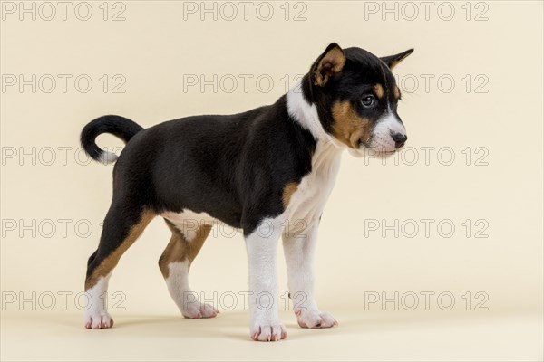 Basenji or Congo Terrier (Canis lupus familiaris)