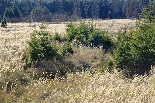 Windthrow area with typical vegetation