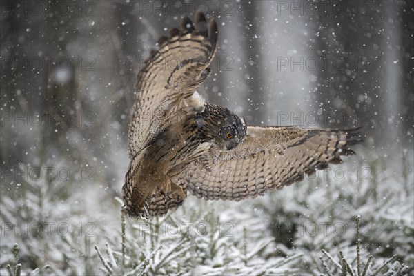 Eurasian eagle-owl (Bubo bubo) on approach over coniferous trees