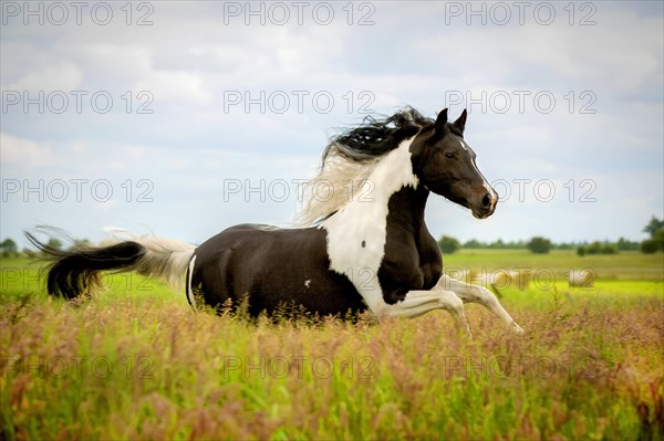 Pinto mare gallops through Wiese