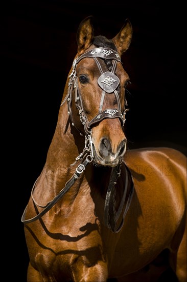 Pura Raza Espanola stallion with baroque bridle