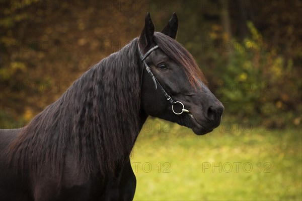 Noriker mare with bridle