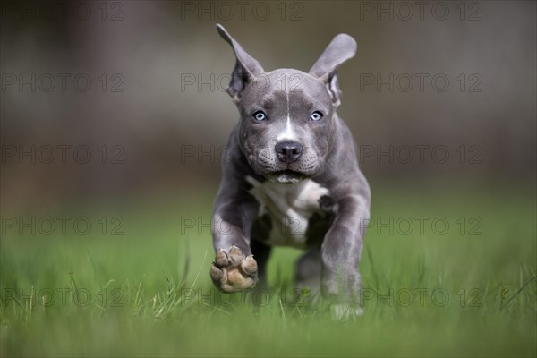 Staffordshire Terrier puppy