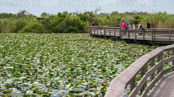 Wooden footbridge over swampland with visitors