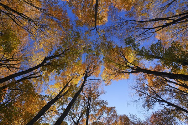 View from below into the tree tops in autumnal forest