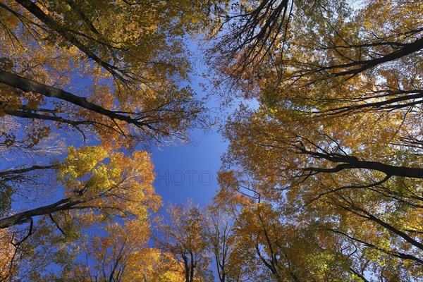 View from below into the tree tops in autumnal forest