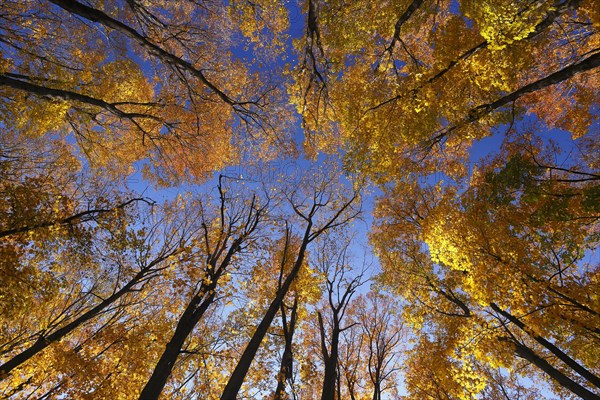 View from below into the tree tops in autumnal forest