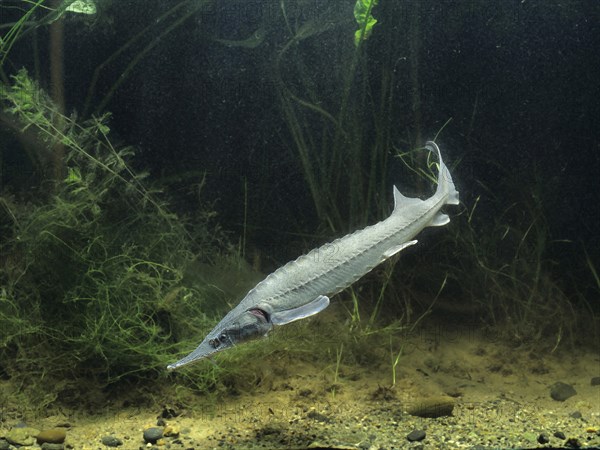 Siberian sturgeon (Acipenser baerii)