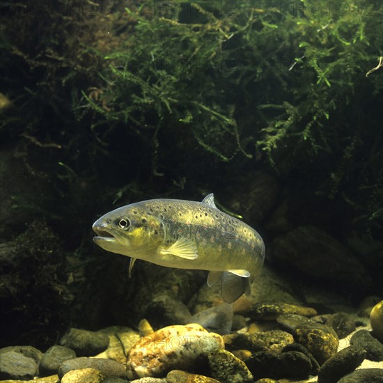 Brown trout (Salmo trutta fario)