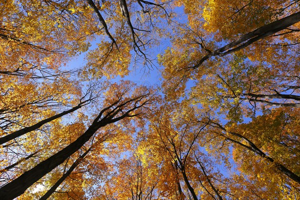 View from below into the tree tops in autumnal forest