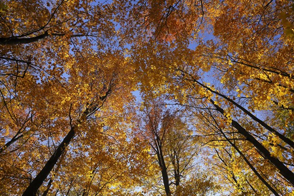 View from below into the tree tops in autumnal forest