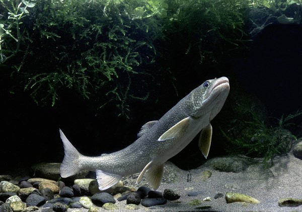 Lake trout (Salvelinus namaycush)