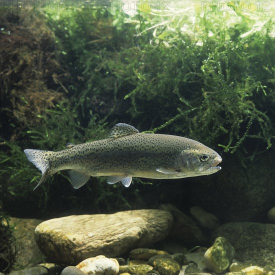 Brown trout (Salmo trutta fario)