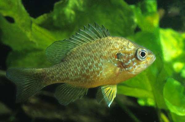 Pumpkinseed (Lepomis gibbosus)