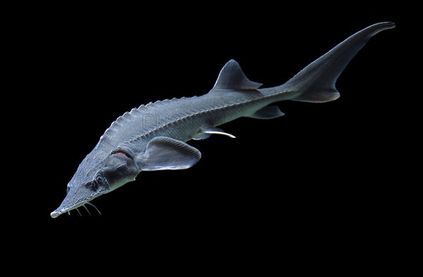 Siberian sturgeon (Acipenser baerii)