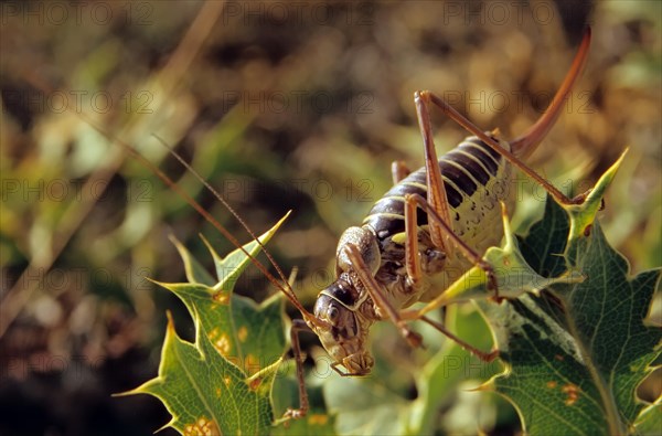 Saddle-backed bush cricket (Ephippiger diurnus)