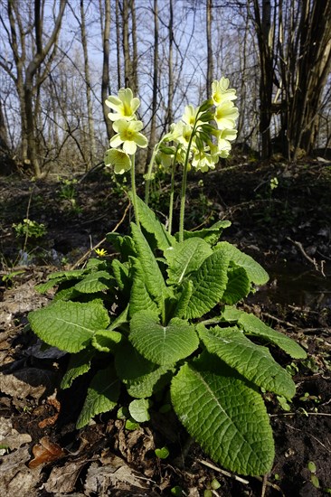 True oxlip (Primula elatior) in spring