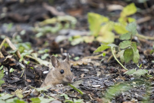 Wood mouse