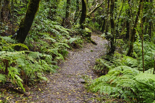 Forest path in the cloud forest near El Cedro