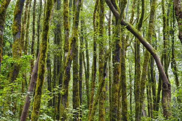 Moss-covered trees in the cloud forest near El Cedro