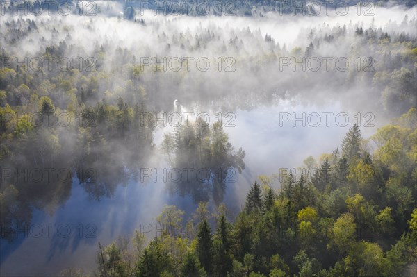 Wafts of mist over forest and pond