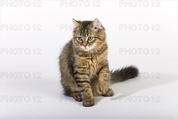 Maine Coon cat