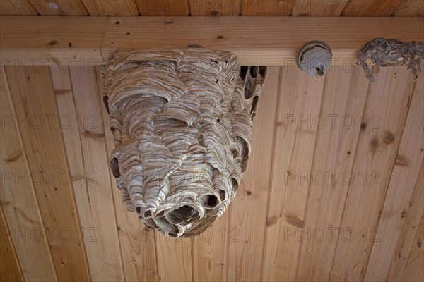 Big hornets' nest hangs on wooden ceiling