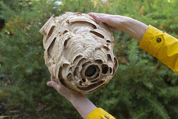 Hands holding large hornet nest