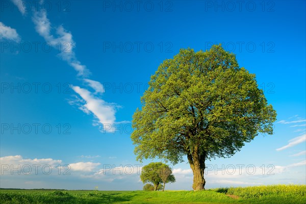 Cultural landscape in spring