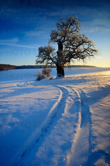 Winter landscape with solitary Oak