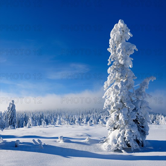 Snow-covered untouched winter landscape