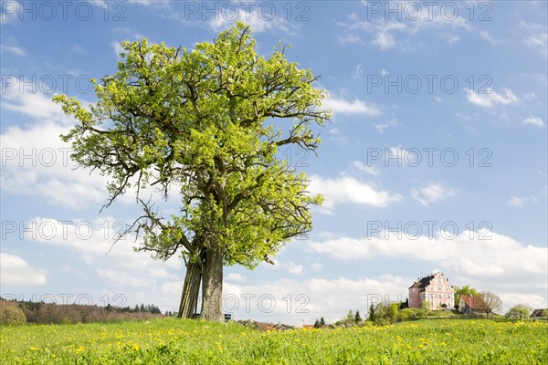 Spring on the Bodanrueck with Freudental Castle