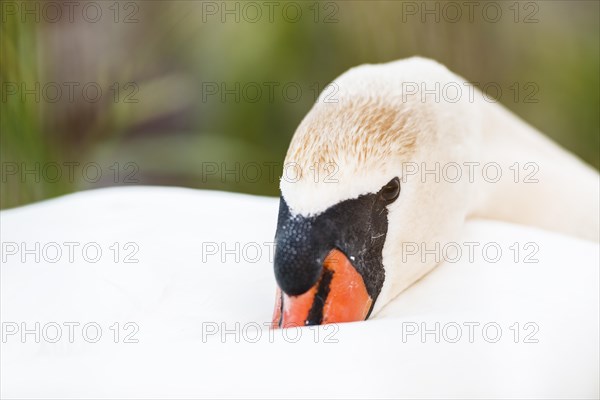 Resting swan