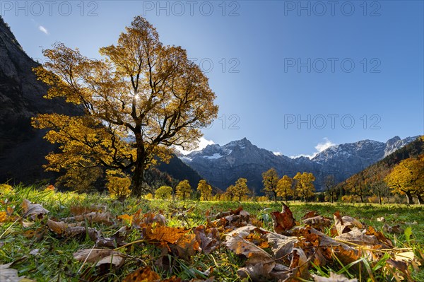 Autumnal Maple