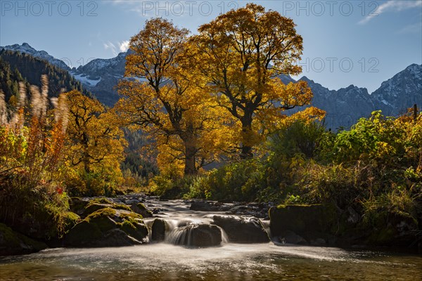 Autumnal Maple