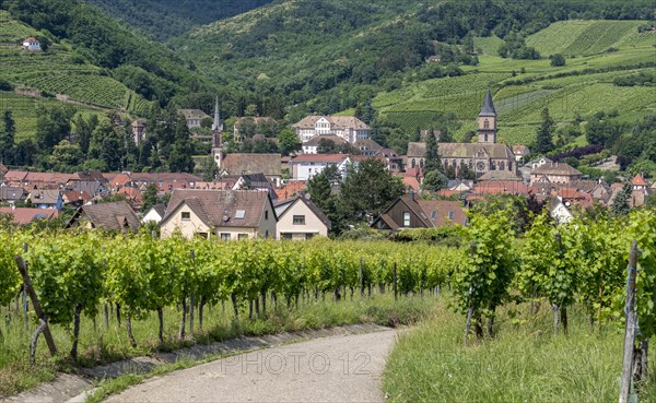 Townscape with vineyards