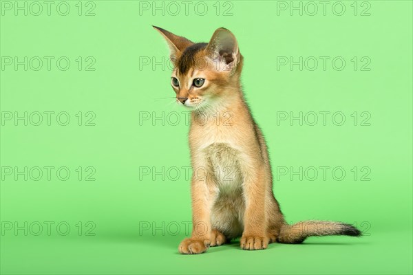 Abyssinian cat