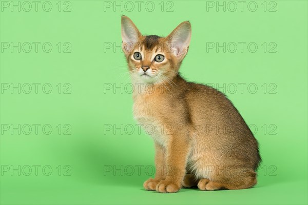 Abyssinian cat