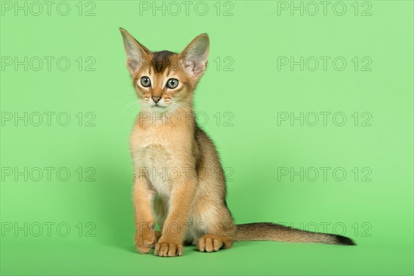 Abyssinian cat