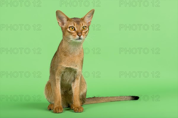 Abyssinian cat