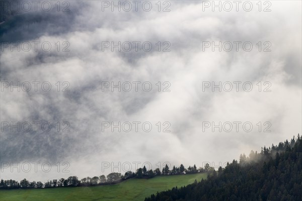 Forest and meadow with path in front of Talnebel