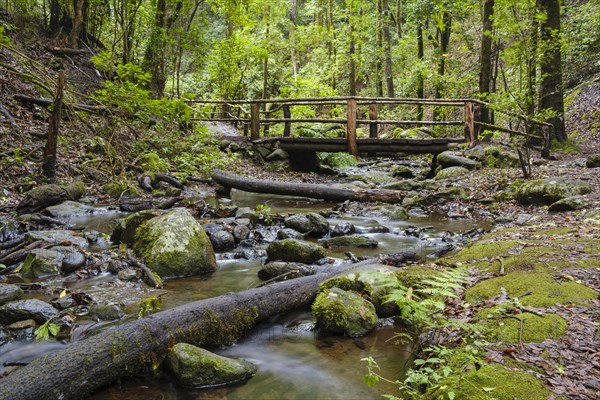 Bridge over El Cedro stream in cloud forest