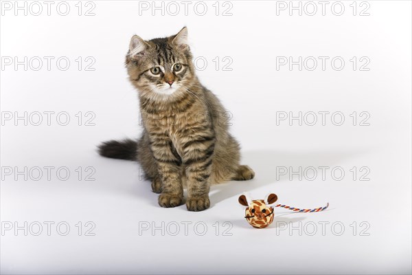 Maine Coon cat