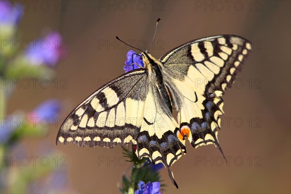 Swallowtail