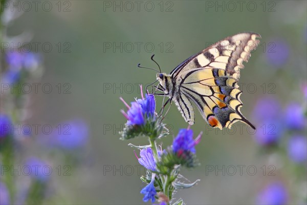 Swallowtail