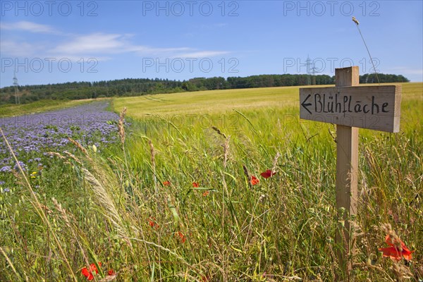 Wooden signboard as a hint to an arranged flowering area