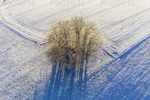 Group of trees in meadows with hoarfrost