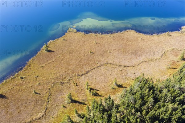 Shore area with reed belt at Lake Barmsee