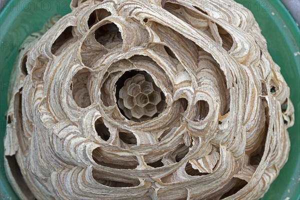 Large hornet nest